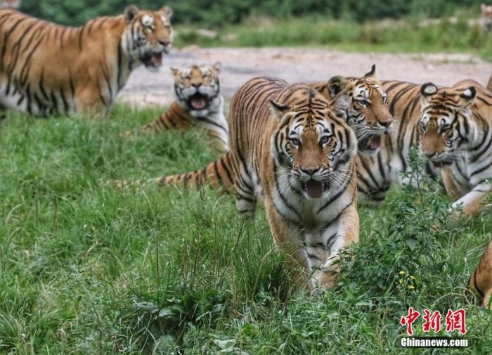 黑龍江省牡丹江市，中國橫道河子貓科動物飼養(yǎng)繁育中心內(nèi)的老虎。