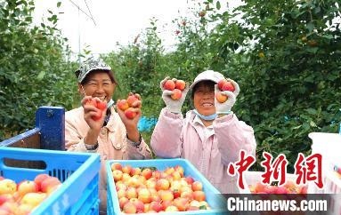 圖為興安盟沙果迎豐收?！】朴仪捌煳麄鞑抗﹫D