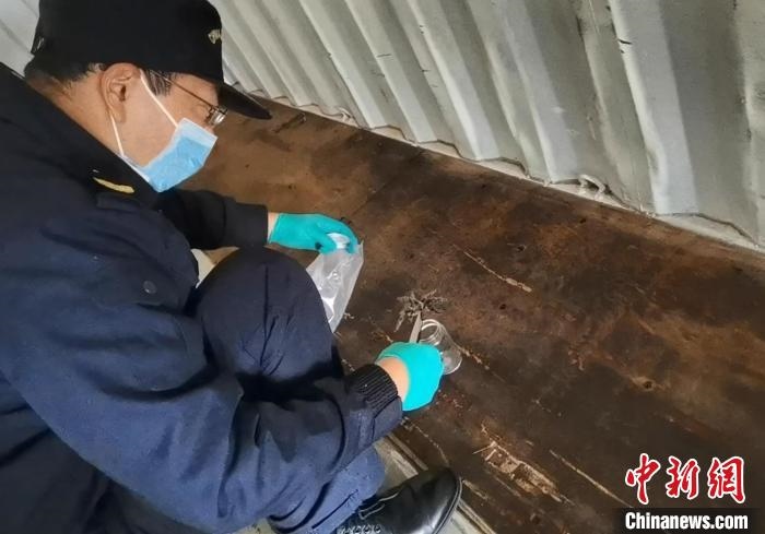 張家港海關(guān)工作人員截獲捕鳥蛛?！⊥踅〕?攝