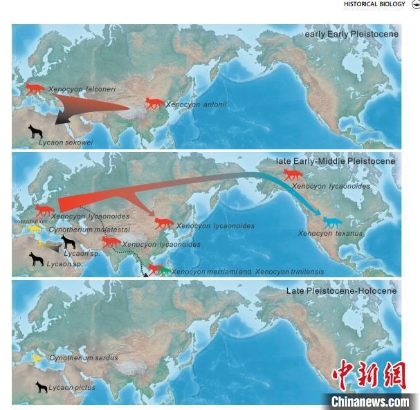 非洲野犬-異豺支系的演化脈絡圖。　中科院古脊椎所 供圖