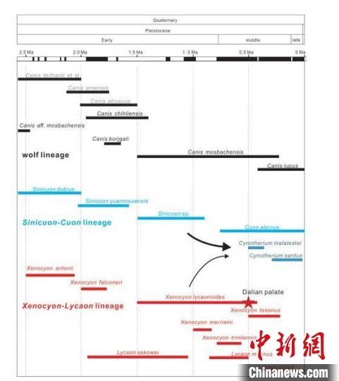 第四紀主要犬族成員分布年代圖。　中科院古脊椎所 供圖
