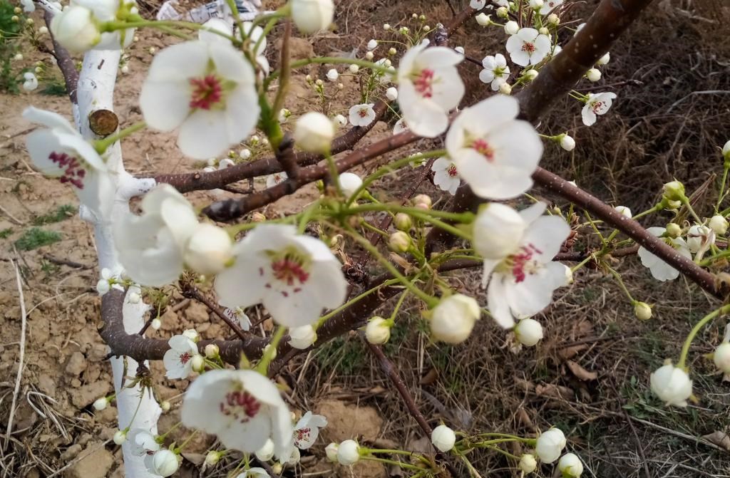 這是拍攝的汾西縣后加樓村盛開的梨花。(受訪者供圖)