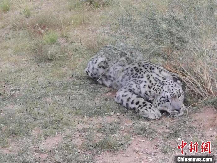 圖為在四子王旗發(fā)現(xiàn)的雪豹(資料圖)?！∷淖油跗炀焦﹫D