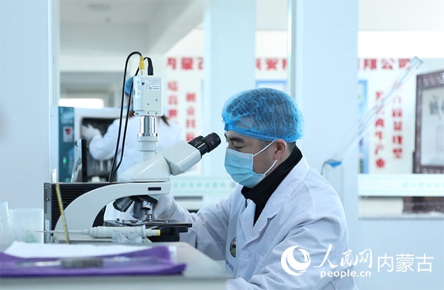 內(nèi)蒙古中農(nóng)興安種?？萍加邢薰韭鋺艨朴抑衅?，為肉牛產(chǎn)業(yè)發(fā)展提供了優(yōu)質(zhì)的種源保障。白俊華攝