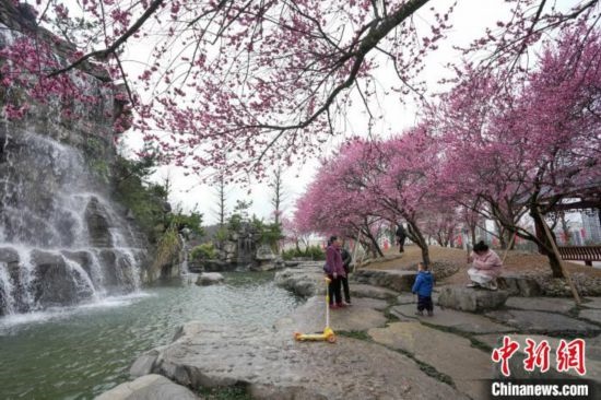 2月23日，市民在乾藝梅園景區(qū)觀賞綻放的梅花。陳興輝 攝