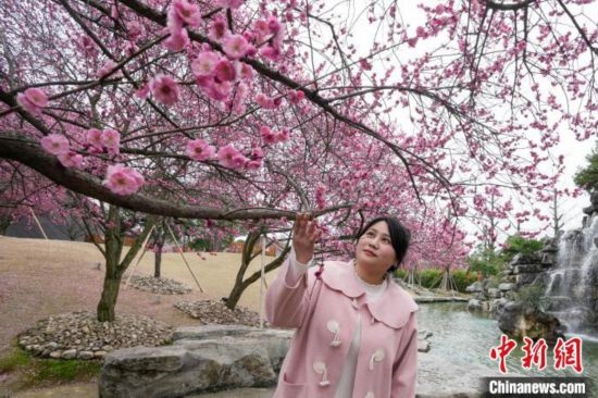 2月23日，市民在乾藝梅園景區(qū)觀賞綻放的梅花。陳興輝 攝