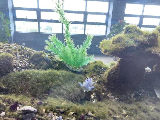 圖為寶鋼湛江鋼鐵水控中心，觀賞海魚在鋼渣漁礁里游動(dòng)
