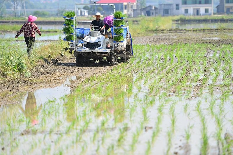 △2023年4月26日，湖南湘潭市雨湖區(qū)姜畬鎮(zhèn)易建河村的一處高標(biāo)準(zhǔn)農(nóng)田，農(nóng)民駕駛插秧機(jī)插秧。
