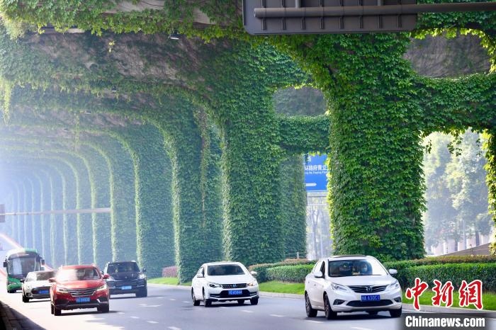 車輛從長滿爬山虎的橋墩旁經過?！埨?攝