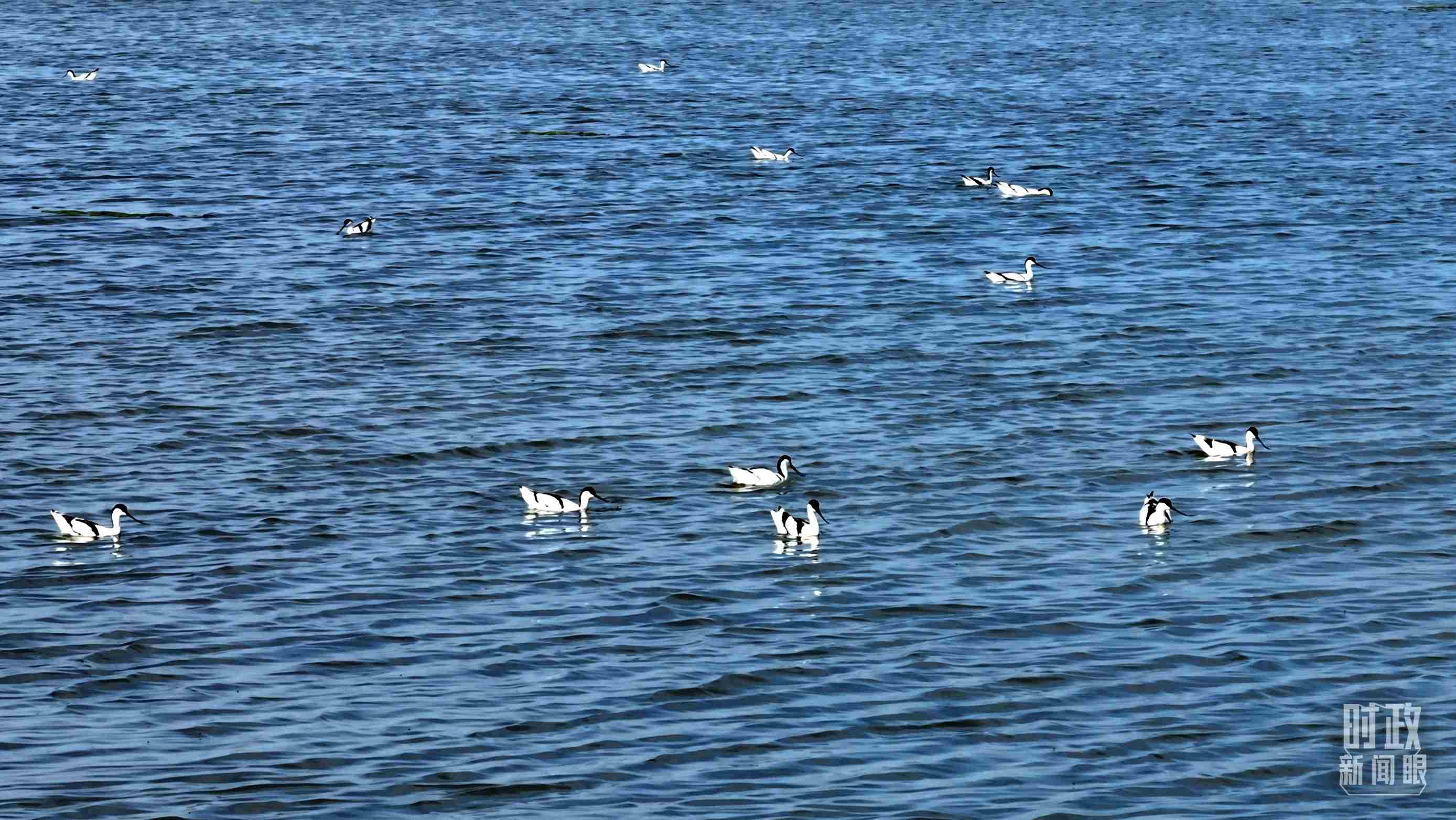 △鹽湖棲息的鳥類。（總臺記者裴大偉、康曉宇拍攝）