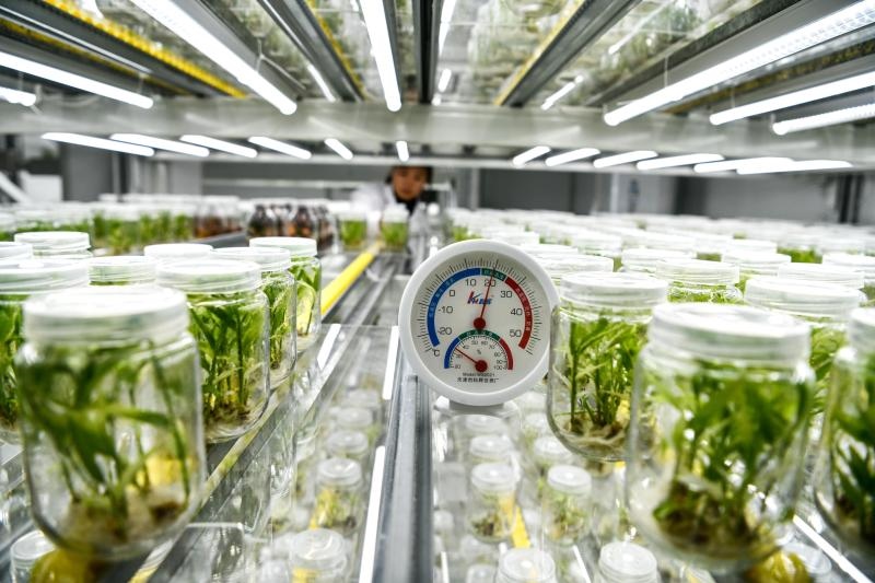 工作人員在貴陽市開陽縣南江蔬菜良種繁育中心的組培中心查看姜苗生長情況（2023年5月23日攝）。新華社記者 楊文斌 攝
