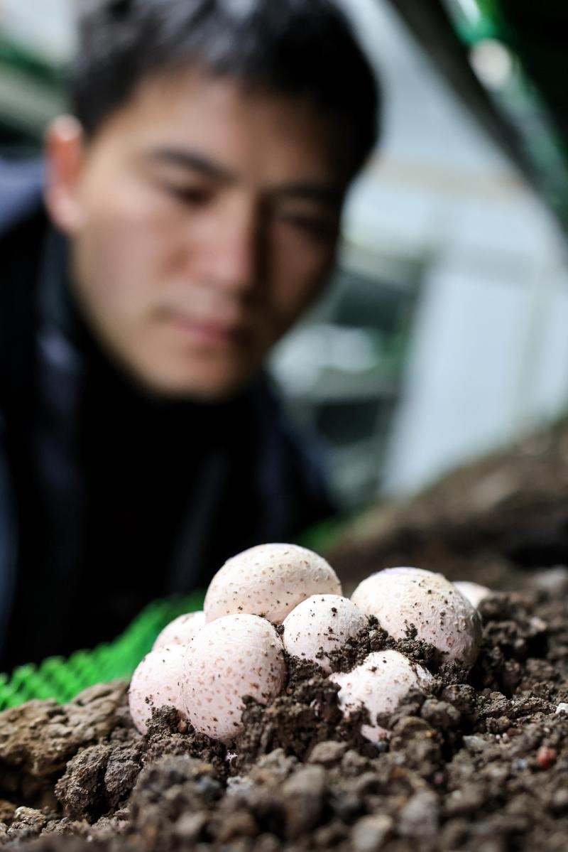工作人員在貴陽市白云區(qū)食用菌產(chǎn)業(yè)示范園智能菇房內(nèi)查看菌菇生長情況（2022年2月14日攝）。新華社記者 歐東衢 攝
