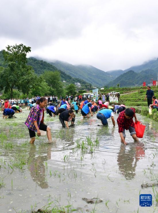 5月27日，秭歸縣九畹溪鎮(zhèn)農(nóng)民參加摸魚比賽。