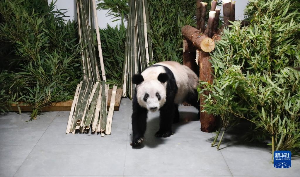 5月29日，大熊貓“丫丫”回到北京動物園。新華社發(fā)（付卓新 攝）