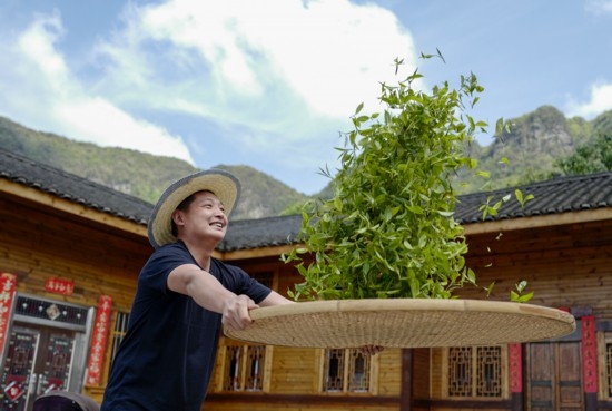 2023年4月19日，重慶市南川區(qū)德隆鎮(zhèn)茶樹村一個居民點，制茶工藝傳承人在幫助村民翻曬新鮮茶葉。