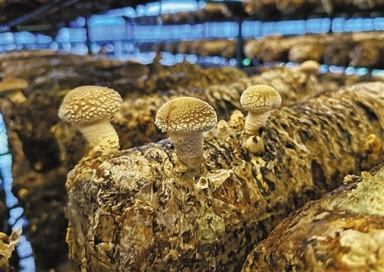 龍游數(shù)智大棚種植的花菇。 記者 祝梅 攝