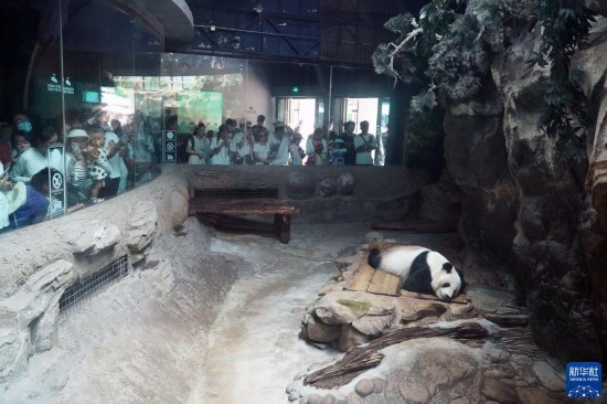6月22日，游客在北京動物園大熊貓館參觀。新華社記者 任超 攝