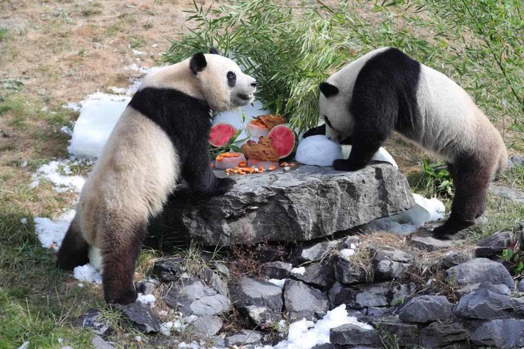 在比利時(shí)天堂動(dòng)物園，大熊貓“寶弟”（左）、“寶妹”享用“生日大餐”。