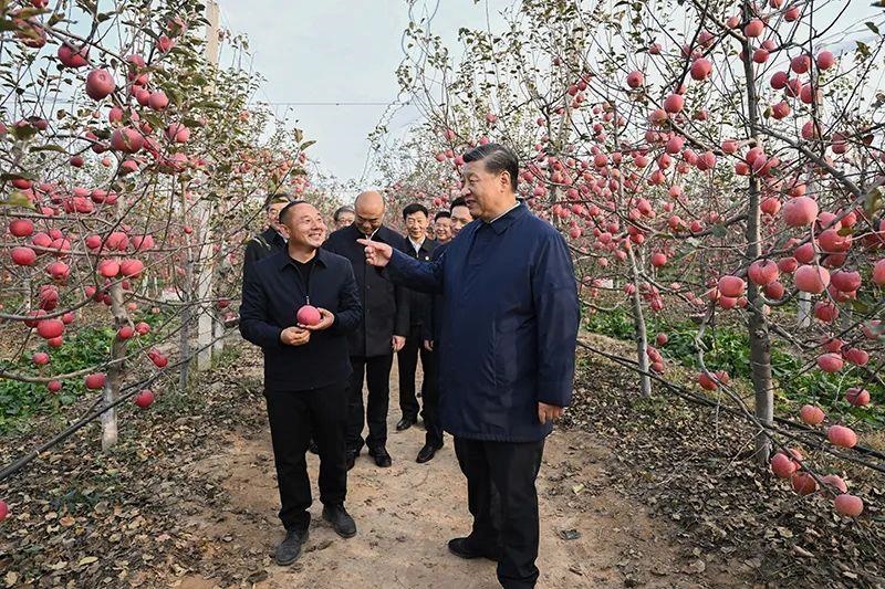 △2022年10月26日，陜西延安高橋鎮(zhèn)南溝村，習(xí)近平總書記走進(jìn)果園，向現(xiàn)場(chǎng)采摘的果農(nóng)了解蘋果收成。