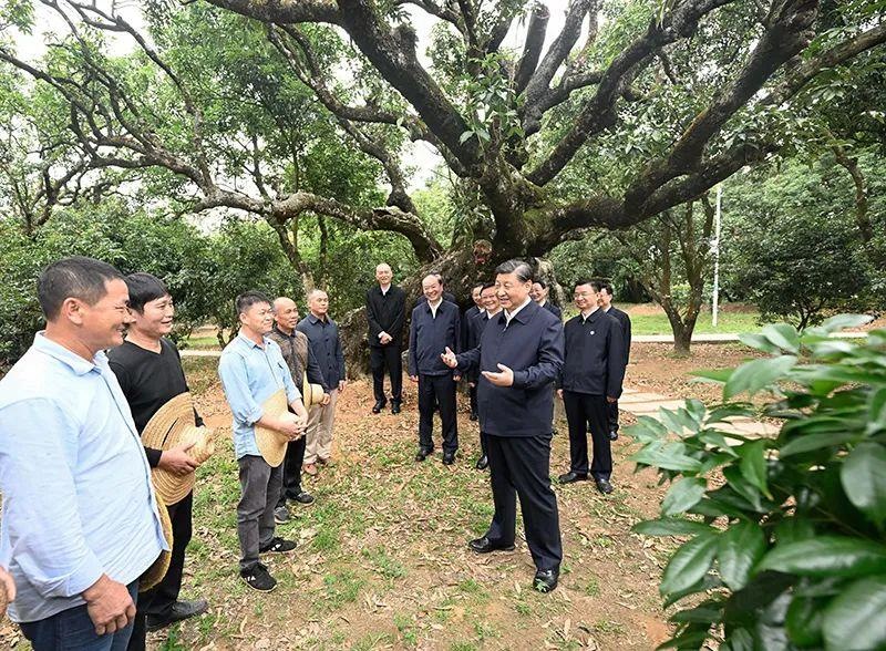 △今年4月11日，習(xí)近平總書記在廣東茂名高州市根子鎮(zhèn)柏橋村荔枝種植園，同現(xiàn)場(chǎng)技術(shù)人員親切交流。