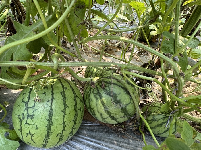 漿水李村瓜果種植基地。王紹紹攝