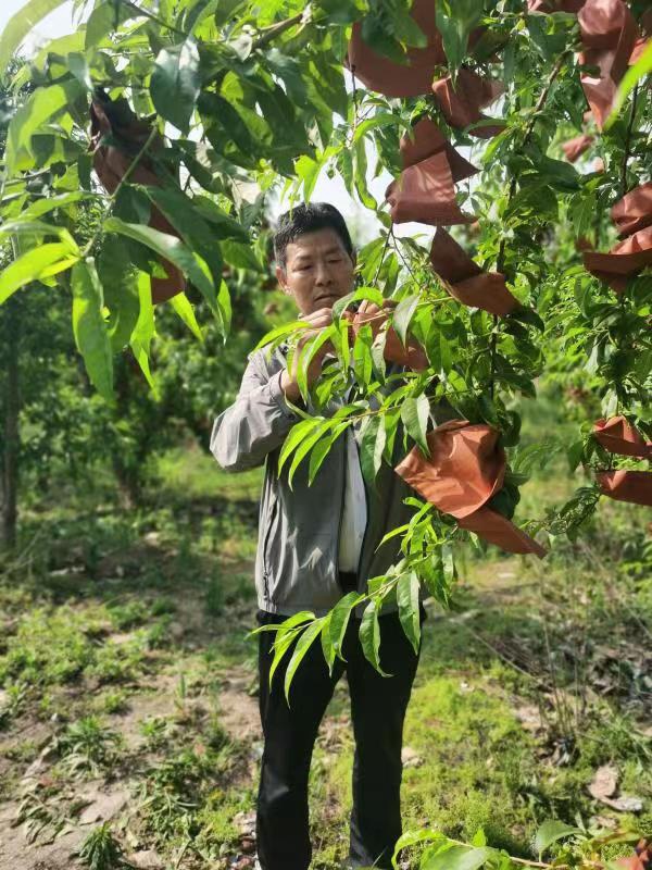 河南長(zhǎng)垣樊相鎮(zhèn)谷寨采摘園。王紹紹攝