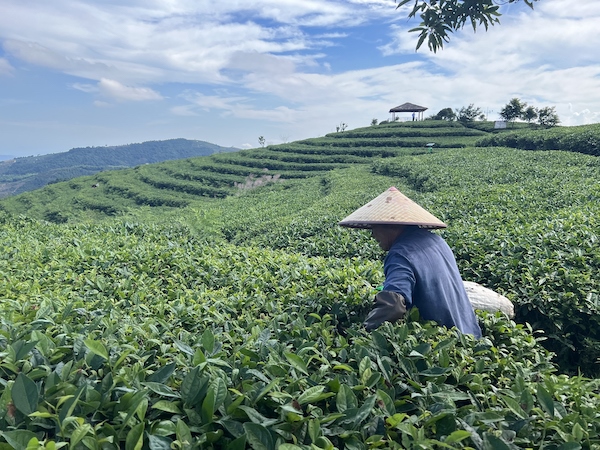 茶農(nóng)正在茶園中采茶。人民網(wǎng) 高清揚(yáng)攝