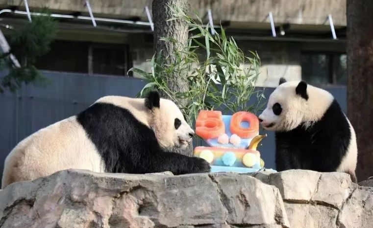 2022年，美國(guó)國(guó)家動(dòng)物園舉辦活動(dòng)慶祝大熊貓抵美50周年，園方為大熊貓“美香”“添添”和“小奇跡”一家三口準(zhǔn)備了有“50”字樣的冰凍水果蛋糕。（圖片來(lái)源：雅安市廣播電視臺(tái)）