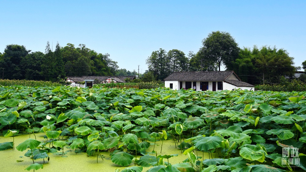 四川眉山，永豐村荷塘。2022年6月，習(xí)近平曾到此調(diào)研鄉(xiāng)村振興情況。（總臺(tái)央廣記者潘毅拍攝）