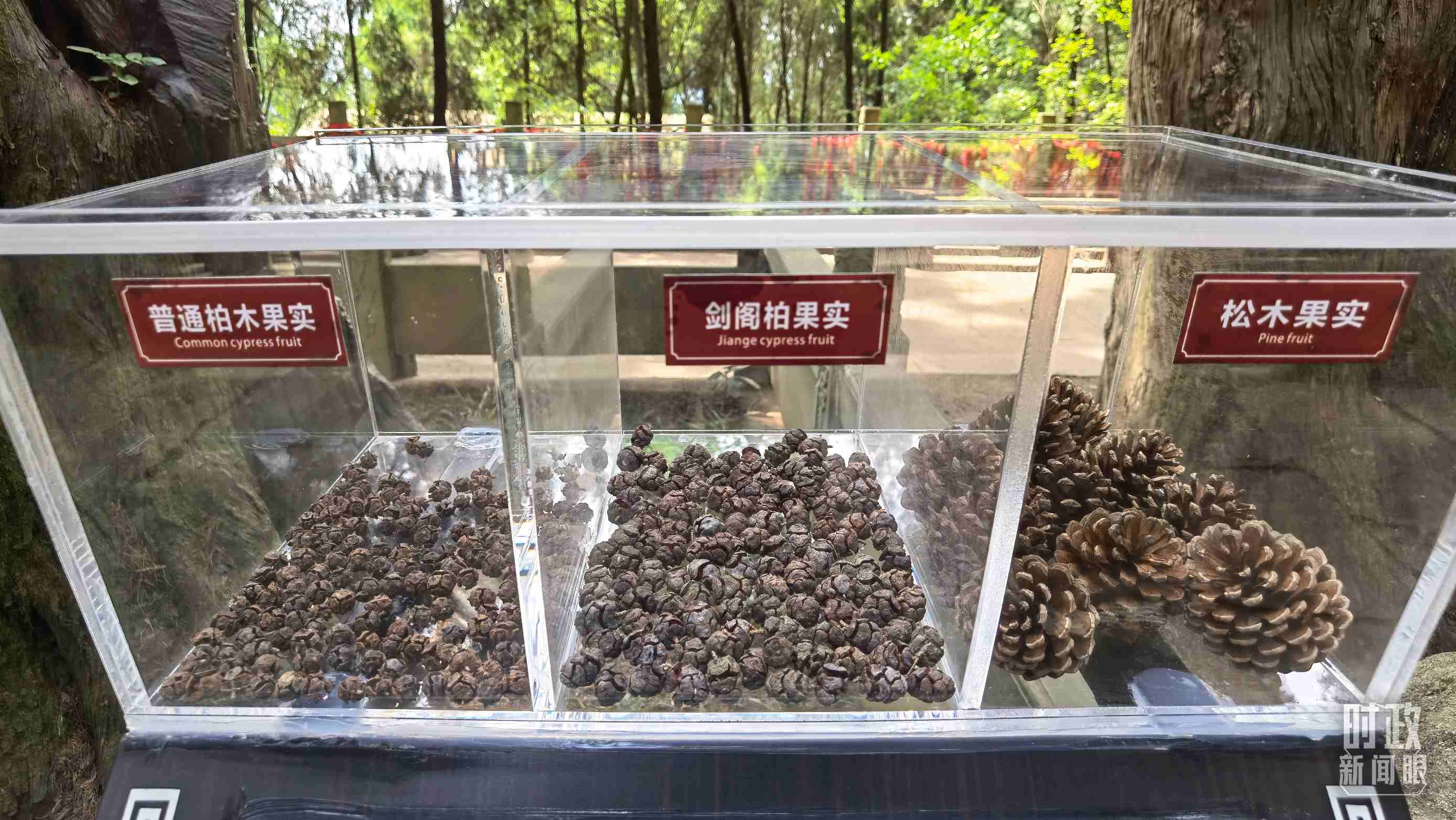 △翠云廊古蜀道，現(xiàn)場陳列的柏木和松木果實。（總臺央視記者石丞拍攝）