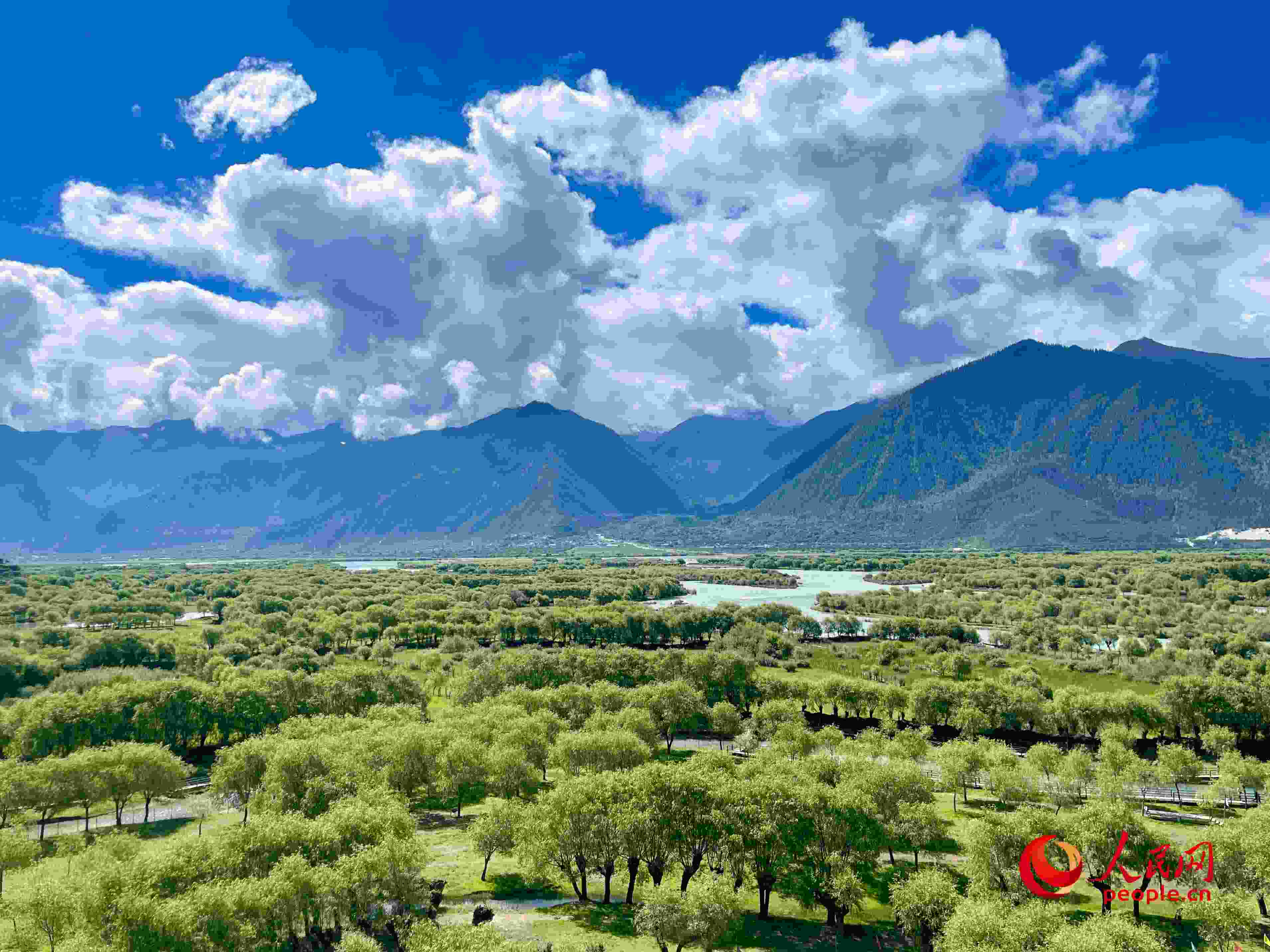 夏日的雅尼國家濕地公園生機盎然，如詩如畫。人民網(wǎng) 周靜圓攝