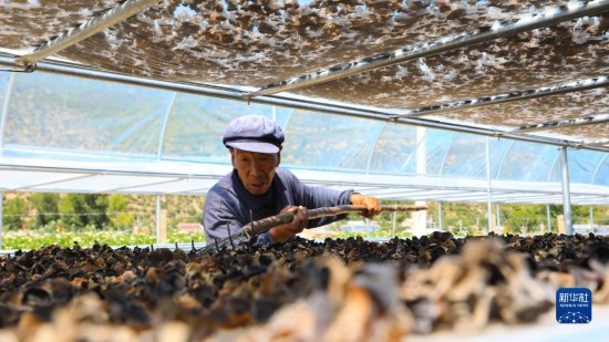 7月29日，在卓尼縣納浪鎮(zhèn)納浪村黑木耳種植基地，農(nóng)戶在翻曬黑木耳。