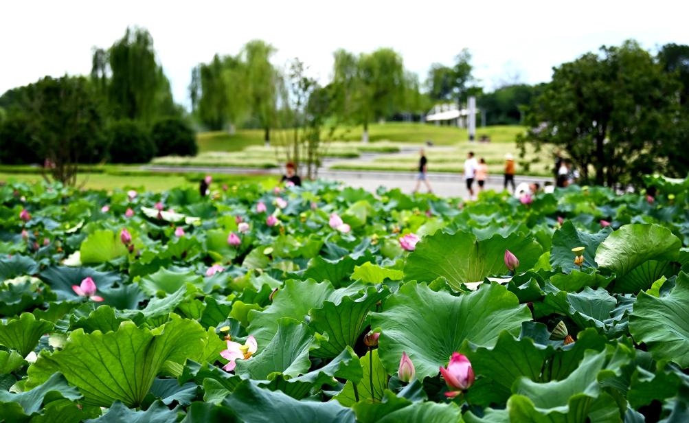 日前，陜西省漢中市漢江兩岸的天漢濕地公園內(nèi)，市民在休閑賞景。新華社記者 劉瀟 攝