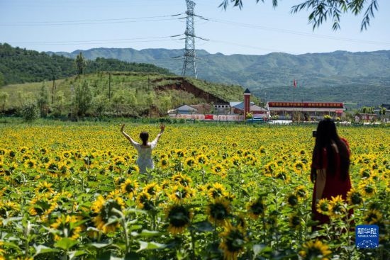 8月12日，游客在寧夏固原市涇源縣大灣鄉(xiāng)楊嶺村向日葵田中拍照。新華社記者 李旭倫 攝