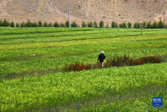 8月12日，西藏阿里地區(qū)普蘭縣赤德村村民在一片青稞田里行走。