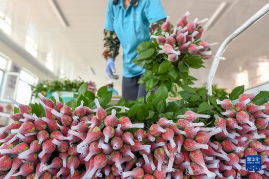8月17日，農(nóng)民在吉林省德惠市朱城子鎮(zhèn)沿河村程雪家庭農(nóng)場打包玫瑰花。新華社記者 張楠 攝