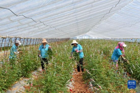 8月17日，農(nóng)民在吉林省德惠市朱城子鎮(zhèn)沿河村程雪家庭農(nóng)場采摘玫瑰花。新華社記者 張楠 攝