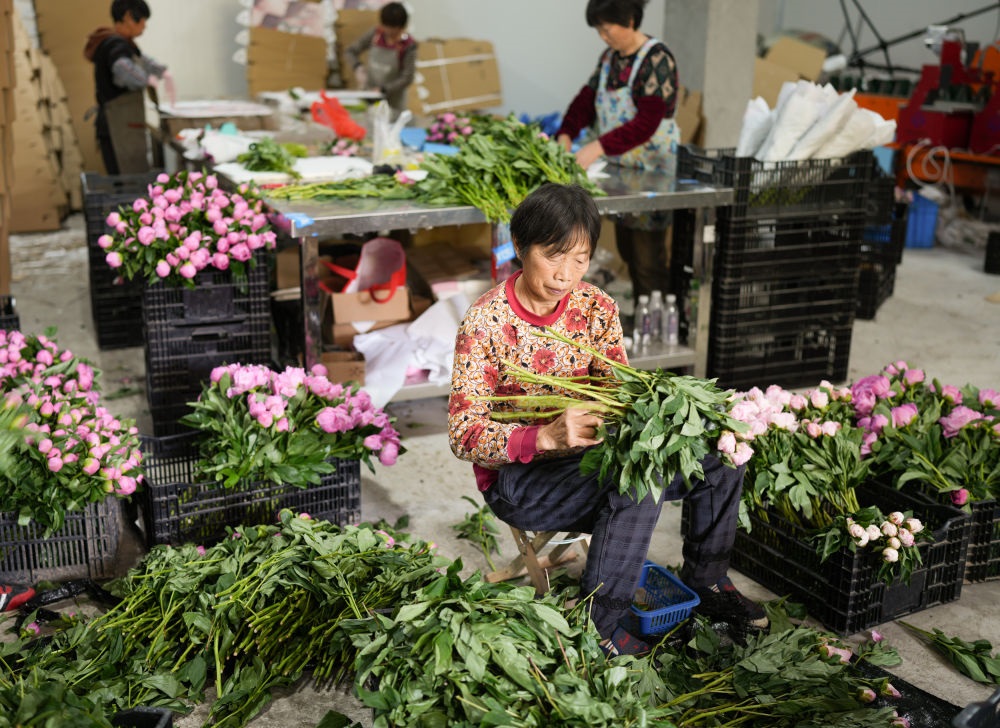 在浦江縣杭坪鎮(zhèn)烏漿村的鮮花種植基地，村民在處理芍藥鮮切花，準(zhǔn)備發(fā)往各地（5月23日攝）。新華社記者 翁忻旸 攝