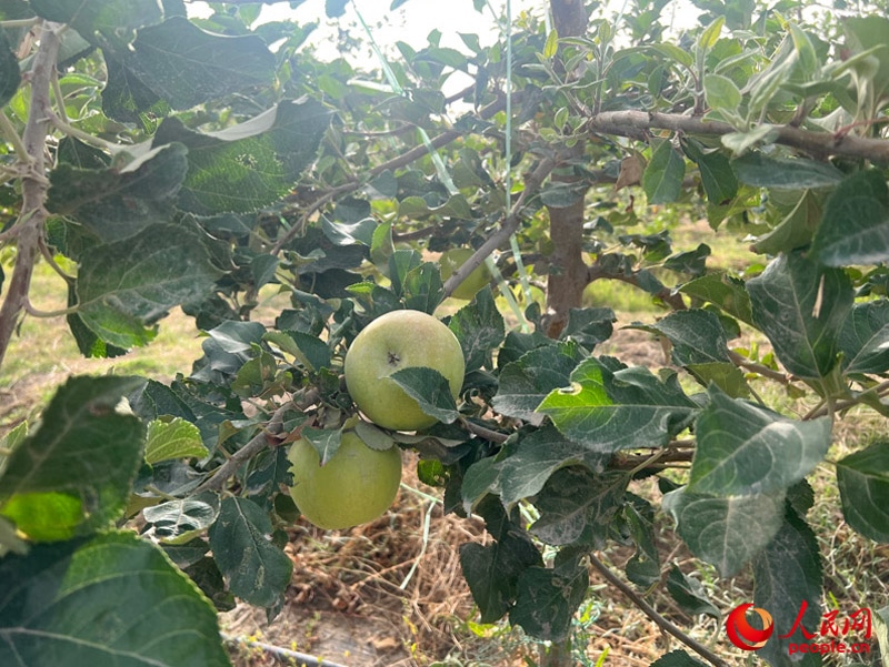 已有蘋果掛在枝頭，10月底即可成熟。人民網(wǎng)記者 常雪梅攝