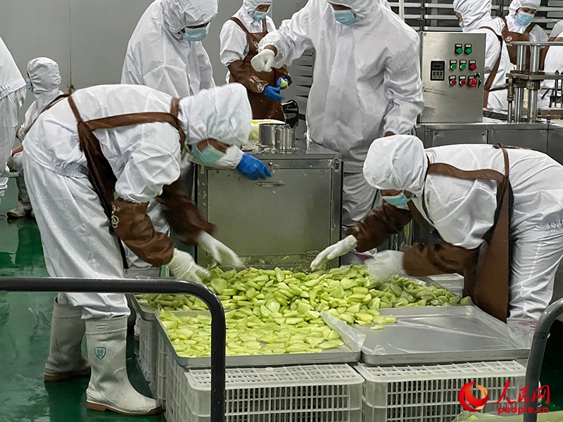 切片哈密瓜將被做成凍干食品。人民網(wǎng)記者 常雪梅攝