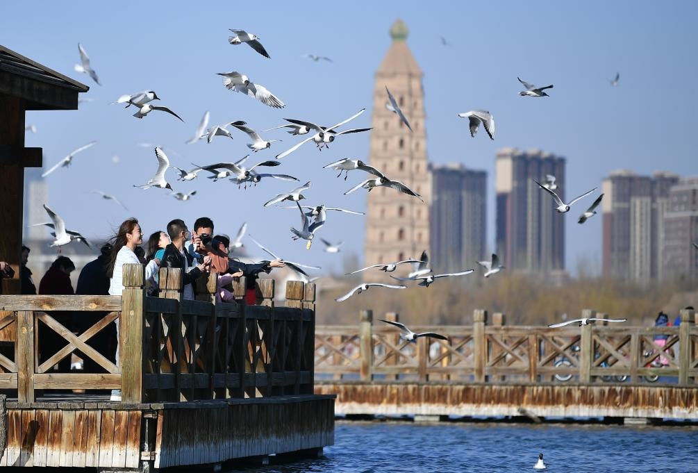 市民在寧夏銀川市海寶公園觀賞候鳥(niǎo)（2023年3月12日攝）。新華社記者王鵬 攝