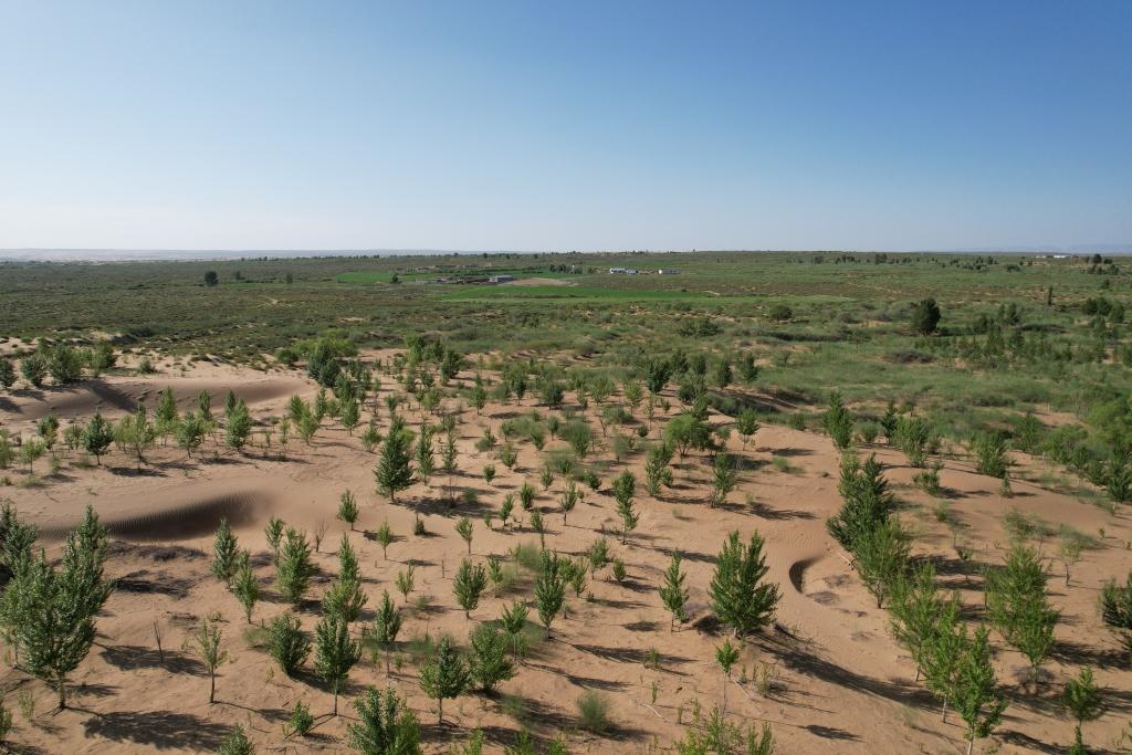 在庫(kù)布其沙漠腹地，牧民已讓10萬(wàn)畝沙地變綠洲（無(wú)人機(jī)照片，2023年6月25日攝）。新華社記者李云平 攝