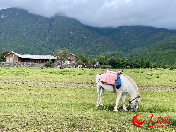 玉湖村附近草甸。人民網(wǎng) 周靜圓攝