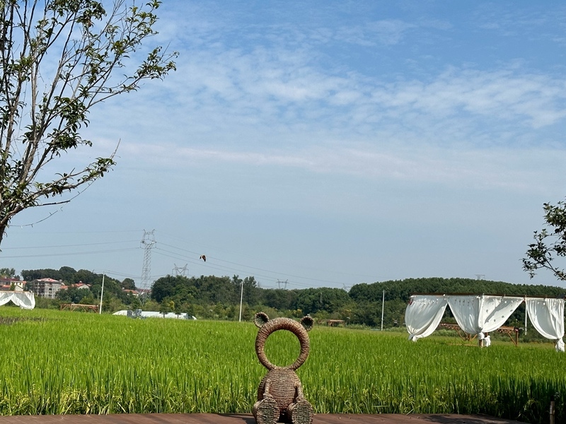 林語(yǔ)未來村打造農(nóng)家畈田園綜合體。人民網(wǎng) 王紹紹攝