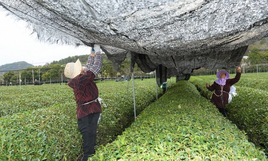  在浙江省紹興市越城區(qū)富盛鎮(zhèn)抹茶生產(chǎn)基地，農(nóng)戶為茶樹(shù)拉遮陽(yáng)網(wǎng)（2023年2月28日攝）。