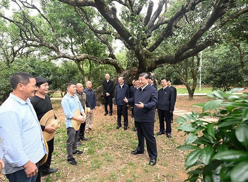 △2023年4月11日，習(xí)近平總書記在廣東茂名高州市根子鎮(zhèn)柏橋村荔枝種植園，同現(xiàn)場技術(shù)人員親切交流。