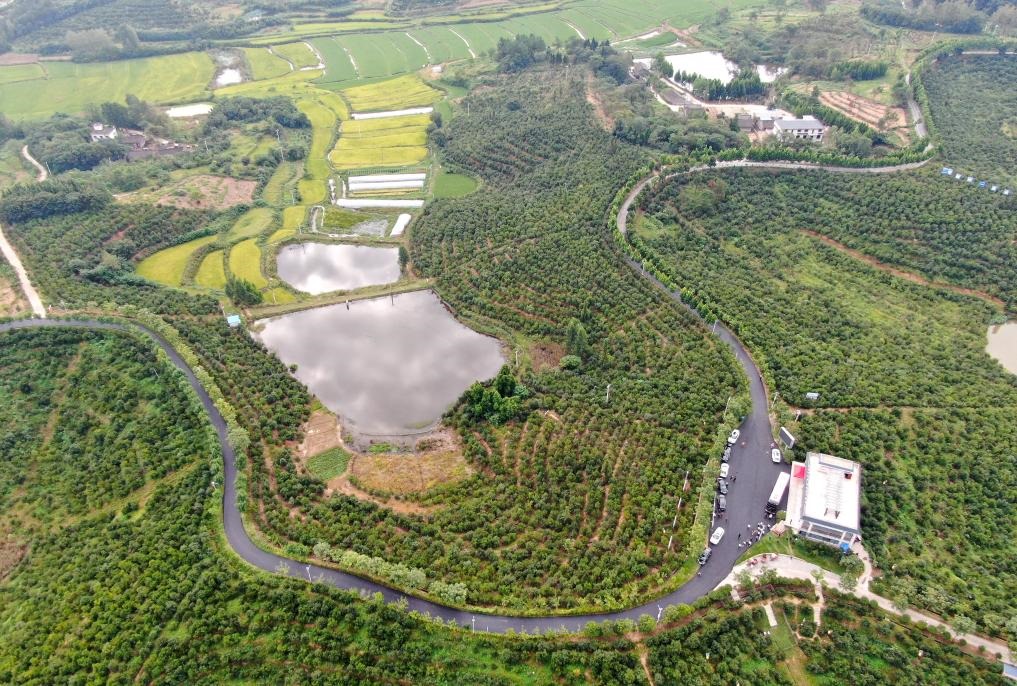 這是2020年8月25日拍攝的河南省光山縣槐店鄉(xiāng)司馬光油茶園（無人機(jī)照片）。新華社記者郝源攝