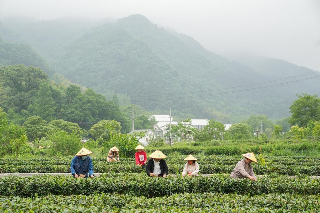 2022年5月11日，村民在大灣村生態(tài)茶園內(nèi)采摘茶葉。新華社記者杜宇攝