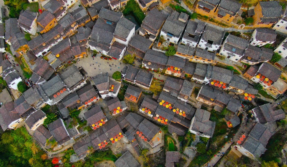 這是婺源縣江灣鎮(zhèn)篁嶺村的曬秋景象（2019年11月7日攝）。