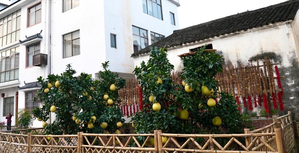 近日在江西省上饒市婺源縣秋口鎮(zhèn)王村石門自然村拍攝的馬家柚。新華社記者 胡晨歡 攝
